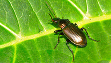 Kupferfarbener Buntgrabläufer_4.jpg